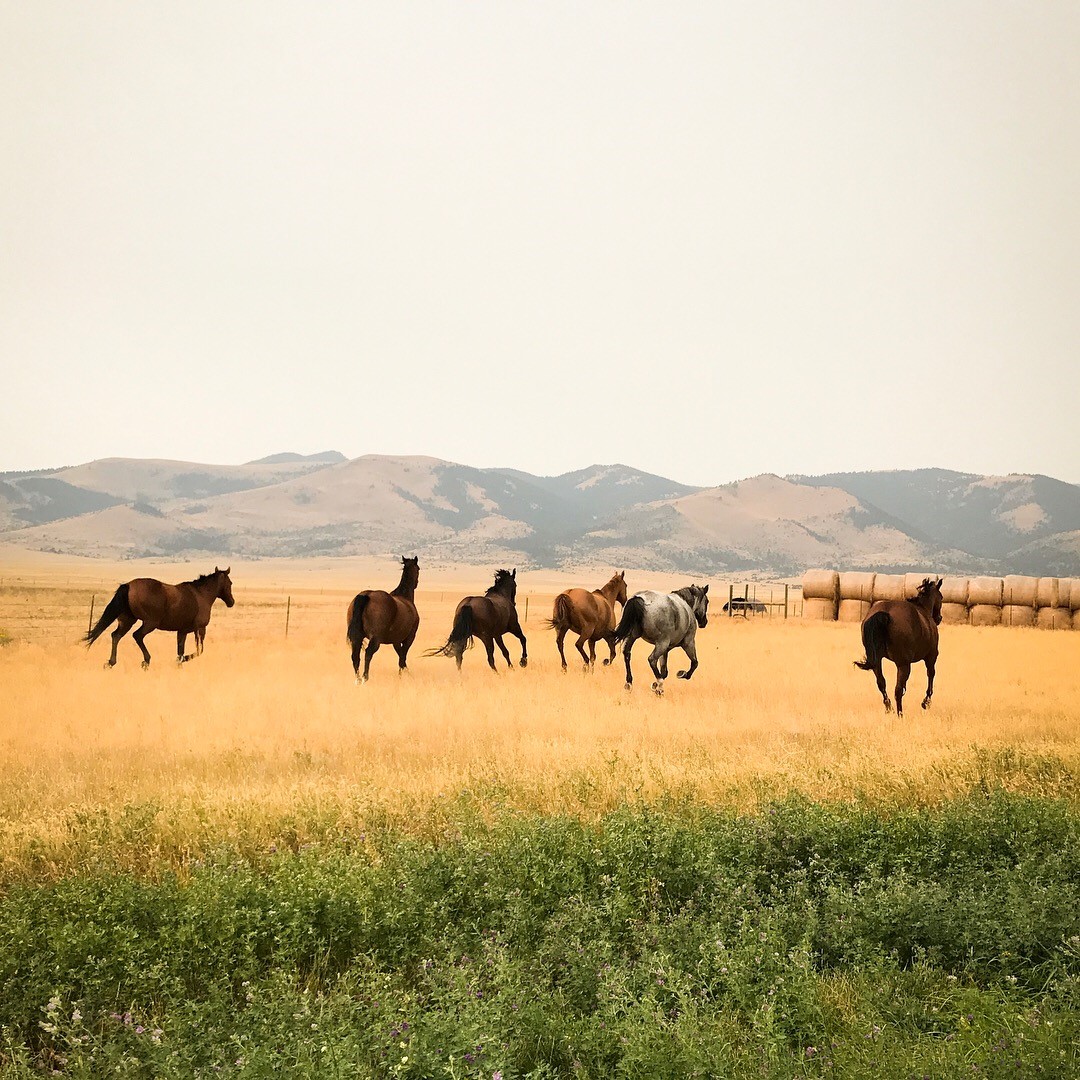 Horses running in a field